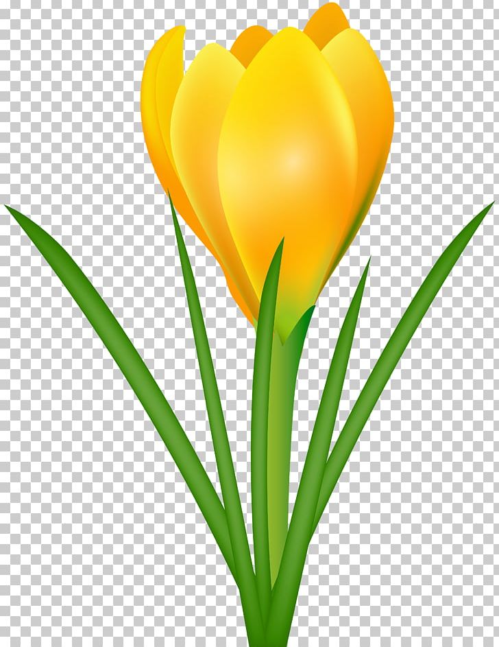 Crocus Flavus Crocus Chrysanthus Crocus Vernus Flower PNG, Clipart, Bulb, Clipart, Clip Art, Computer Wallpaper, Crocus Free PNG Download