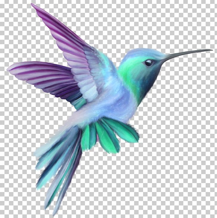 Hummingbird Drawing PNG, Clipart, Animals, Art, Beak, Bird, Birds Free PNG Download