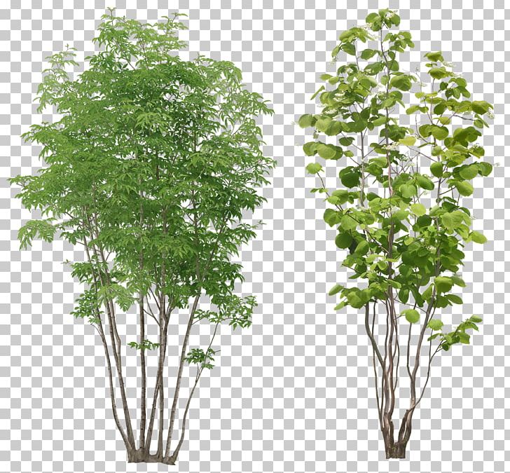 Populus Alba Tree Arecaceae PNG, Clipart, Arecaceae, Branch, Bushes, Cottonwood, Download Free PNG Download