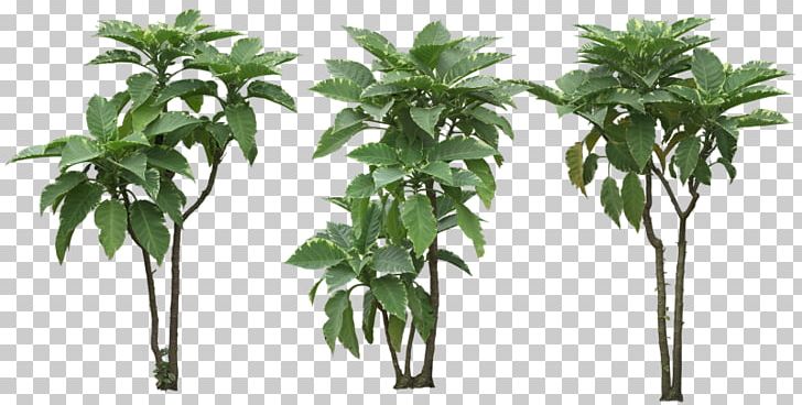 Tree Shrub Caffeinated Drink PNG, Clipart, Caffeinated Drink, Evergreen, Flowerpot, Garden, Landscape Architecture Free PNG Download