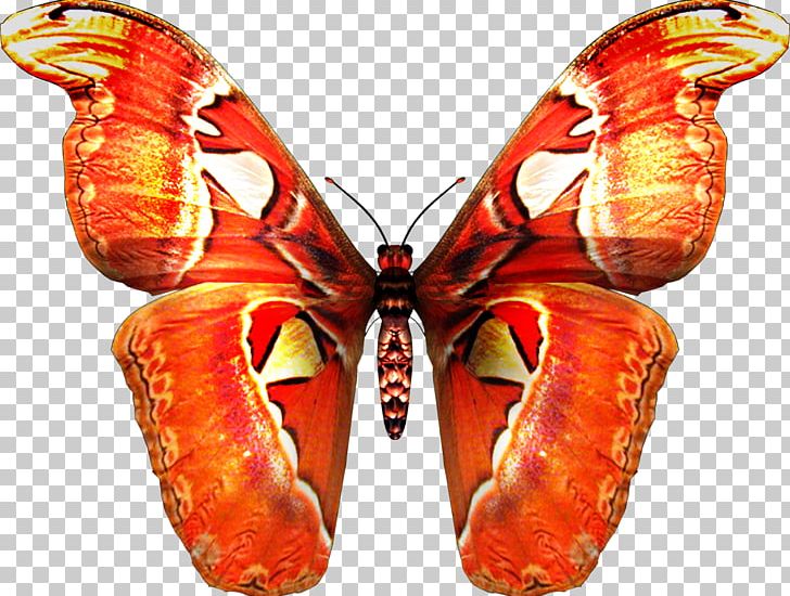 Butterfly Tattoo PNG, Clipart, Arthropod, Brush Footed Butterfly, Butterflies And Moths, Butterfly, Gfycat Free PNG Download