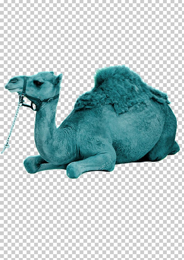 Dromedary Wild Bactrian Camel PNG, Clipart, Animal, Animals, Bactrian Camel, Camel, Camel Cartoon Free PNG Download