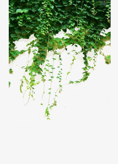 Green Vines PNG, Clipart, Branch, Climb, Climbing, Climbing Plants, Climbing Tiger Free PNG Download