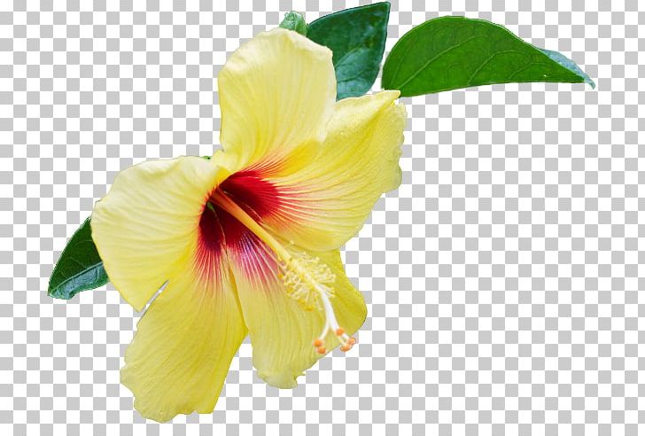 Hibiscus Close-up Daylily PNG, Clipart, Closeup, Daylily, Flower, Flowering Plant, Hibiscus Free PNG Download