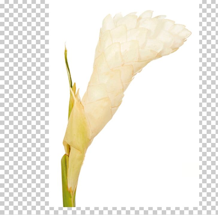 Plant Stem Bud Commodity PNG, Clipart, Alismatales, Arum, Arum Family, Bud, Commodity Free PNG Download