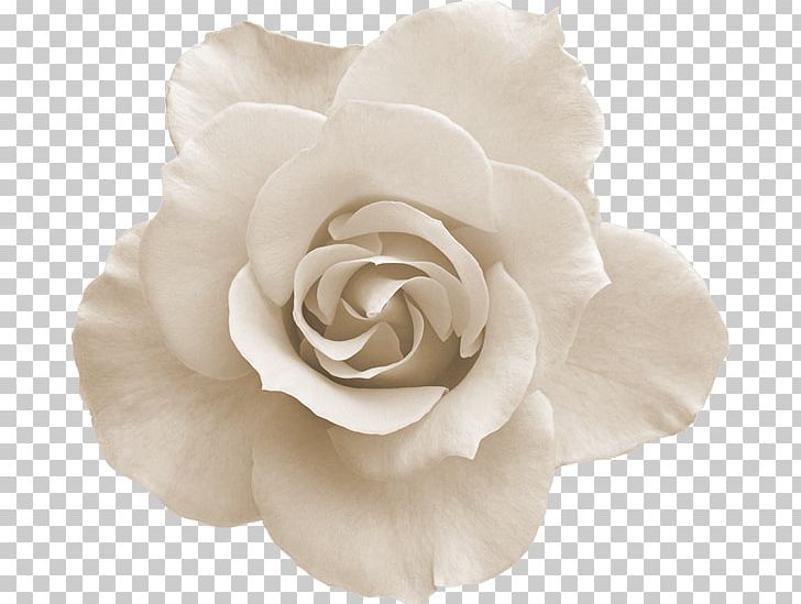 Rose Pink Flowers Desktop PNG, Clipart, Blue, Cluster, Cut Flowers, Floribunda, Flower Free PNG Download