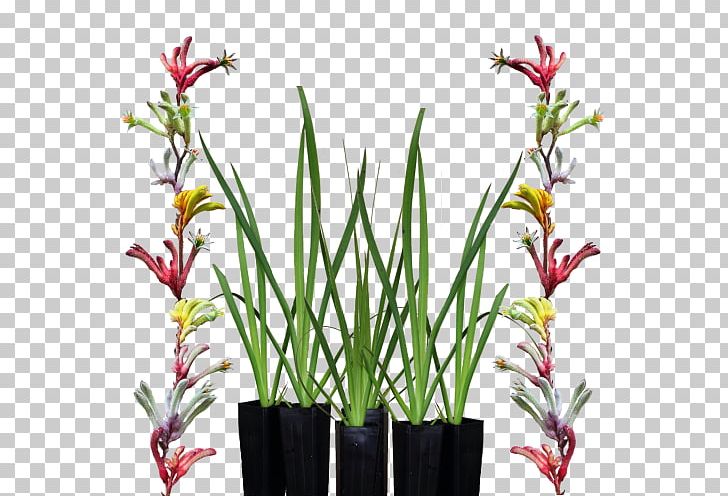 Tall Kangaroo Paw Floral Design Lime PNG, Clipart, Angus Stewart, Cut Flowers, Flora, Floral Design, Flora Of Australia Free PNG Download