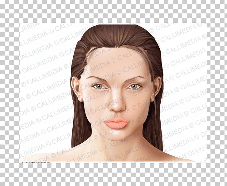 Anatomy Head Face Physiology Human Body PNG, Clipart, Anatomi, Anatomy, Bone, Brown Hair, Cheek Free PNG Download