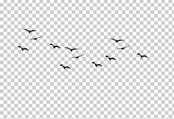 Bird Flight Flock PNG, Clipart, Animal Migration, Animals, Beak, Bird, Bird Flight Free PNG Download