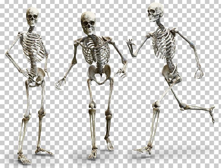 Human Body Human Skeleton Human Anatomy Homo Sapiens PNG, Clipart, Anatomy, Arm, Body, Bone, Fact Free PNG Download