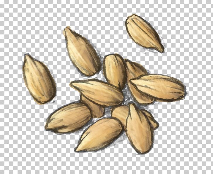 Nut Vegetarian Cuisine Seed Food Commodity PNG, Clipart, Commodity, Food, Ingredient, Ingredients, Kernel Free PNG Download