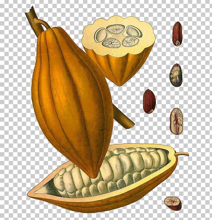 Theobroma Cacao Cocoa Bean Chocolate Nut Cocoa Solids PNG, Clipart, Banana, Bean, Chocolate, Chocolate Syrup, Citrullus Lanatus Free PNG Download
