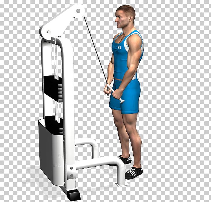 Triceps Brachii Muscle Pushdown Lying Triceps Extensions Biceps Exercise PNG, Clipart, Abdomen, Arm, Balance, Bench, Biceps Curl Free PNG Download