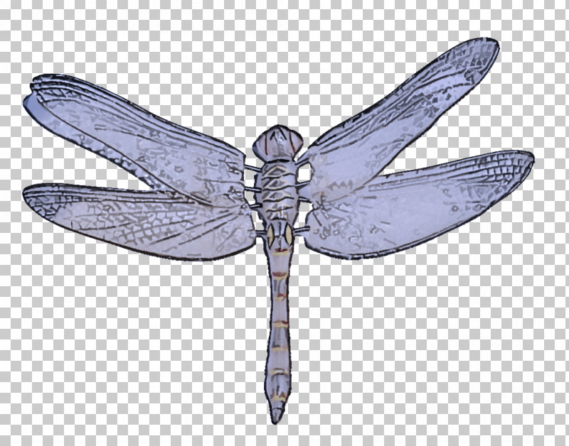 Insect Dragonflies And Damseflies Dragonfly Wing Membrane-winged Insect PNG, Clipart, Dragonflies And Damseflies, Dragonfly, Insect, Membranewinged Insect, Symmetry Free PNG Download