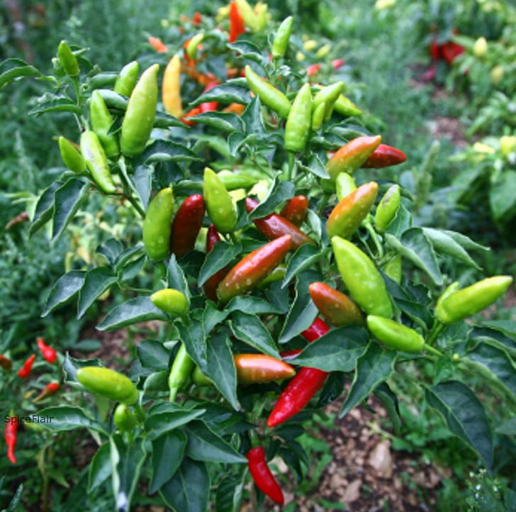 Bell Pepper Bird's Eye Chili Chili Pepper Pungency Spice PNG, Clipart, Bell Pepper, Bell Peppers And Chili Peppers, Birds Eye Chili, Bla, Cayenne Pepper Free PNG Download