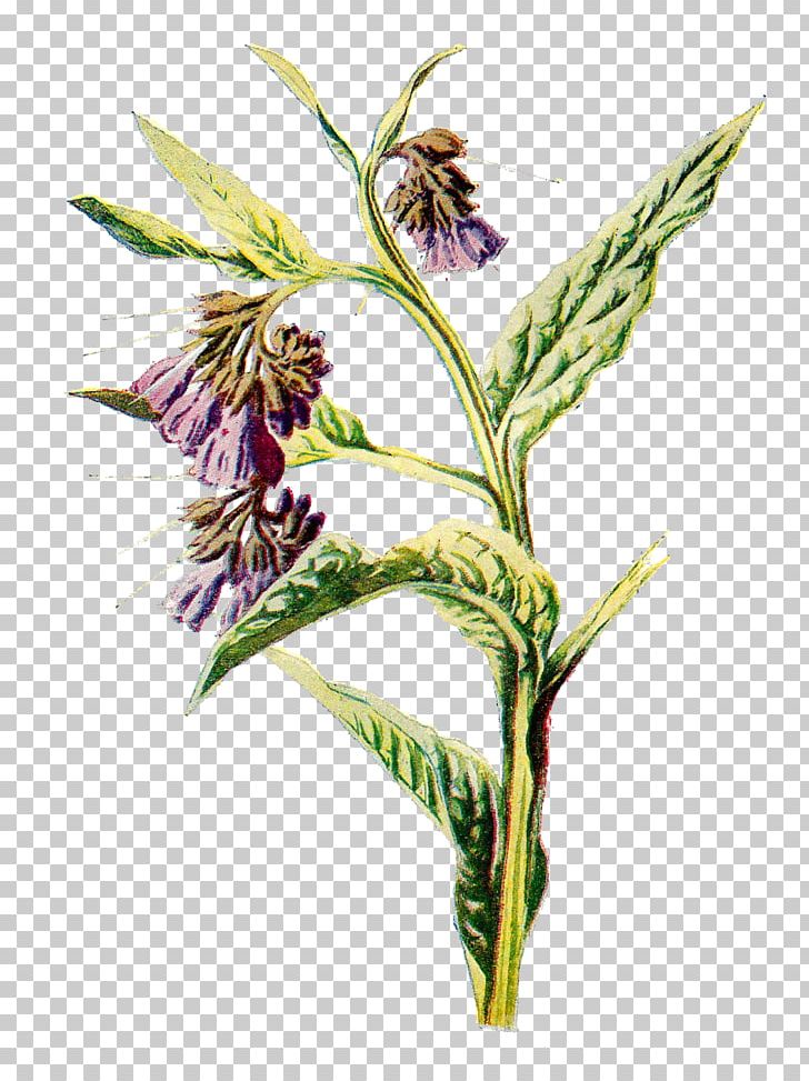 Common Comfrey Flower Drawing PNG, Clipart, Comfrey, Commodity, Common Comfrey, Drawing, Flora Free PNG Download