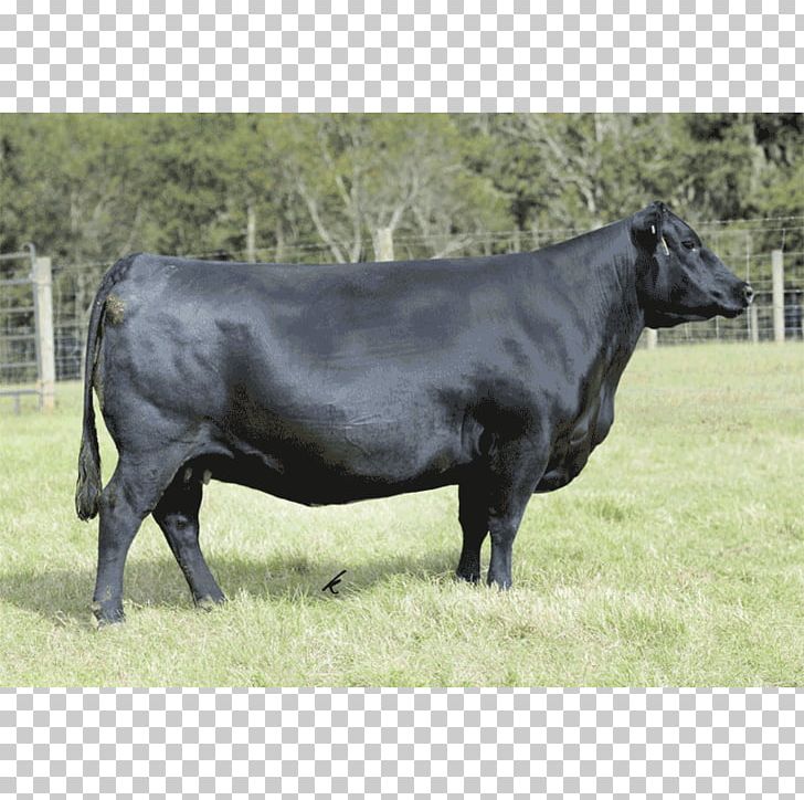 Dairy Cattle Ox Pasture Bull PNG, Clipart, Angus Cattle, Bull, Cattle, Cattle Like Mammal, Cow Goat Family Free PNG Download