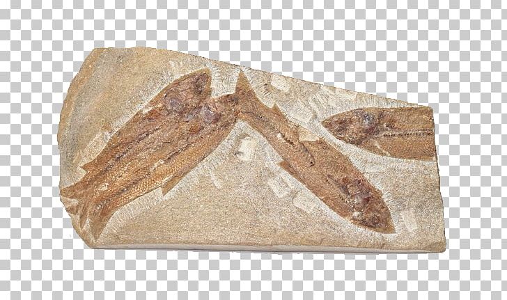 Fossil Bizi Prehistoriko Fish Rock Sea PNG, Clipart, Animals, Aquarium Fish, Archeology, Artifact, Biological Free PNG Download