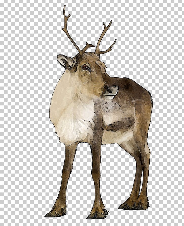 Reindeer Stock Photography Lemur PNG, Clipart, Animal, Antler, Cartoon, Christmas, Deer Free PNG Download
