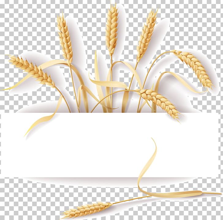 Common Wheat Cereal Ear Rye PNG, Clipart, Bran, Cereal, Commodity, Common Wheat, Creative Vector Free PNG Download