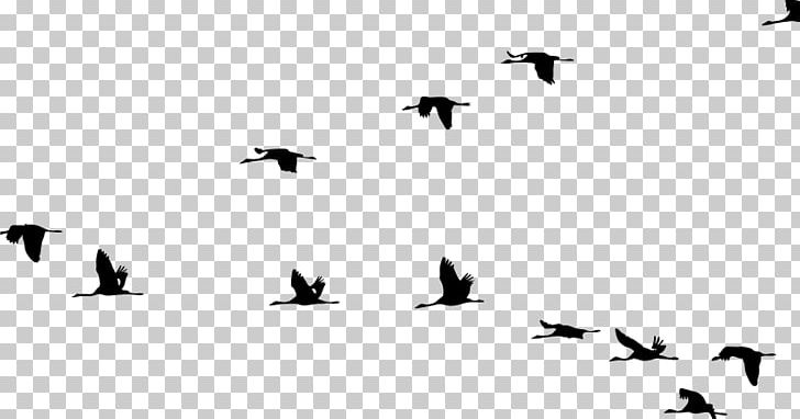 Crane Bird Flight PNG