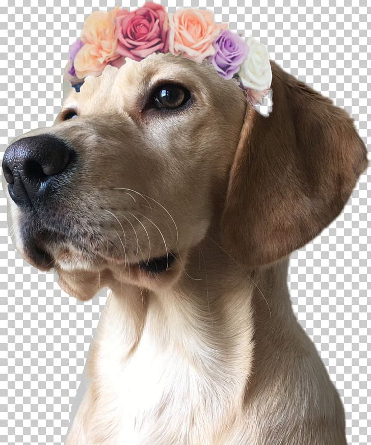 Dog Breed Labrador Retriever Puppy Companion Dog PNG, Clipart, Animals, Breed, Companion Dog, Cool Dog, Crossbreed Free PNG Download