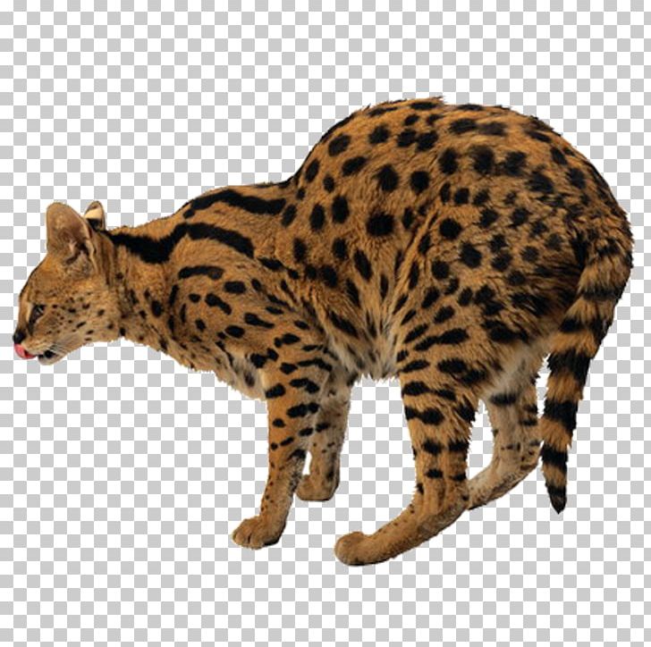 Leopard Tiger Felidae Lion Cat PNG, Clipart, Animal, Animals, Bengal, California Spangled, Carnivoran Free PNG Download