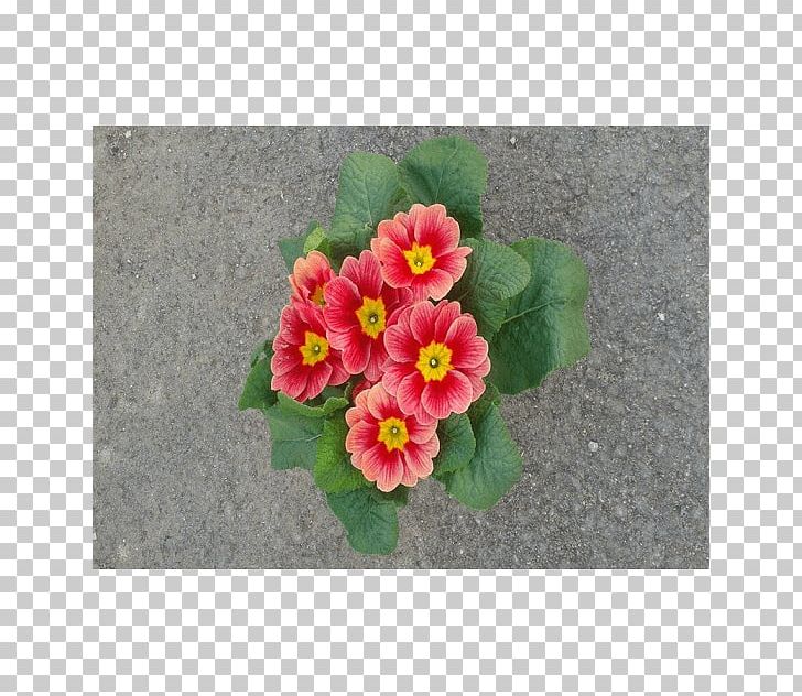 Primrose Mallows Flowerpot Violet PNG, Clipart, Annual Plant, Family, Flower, Flowering Plant, Flowerpot Free PNG Download