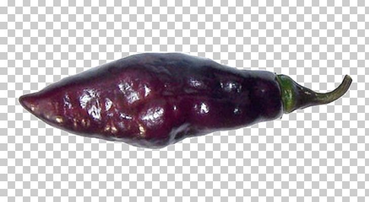 Chili Pepper Pasilla Cayenne Pepper Biber Chili Con Carne PNG, Clipart, Auglis, Bell Peppers And Chili Peppers, Bhut Jolokia, Biber, Capsicum Annuum Free PNG Download