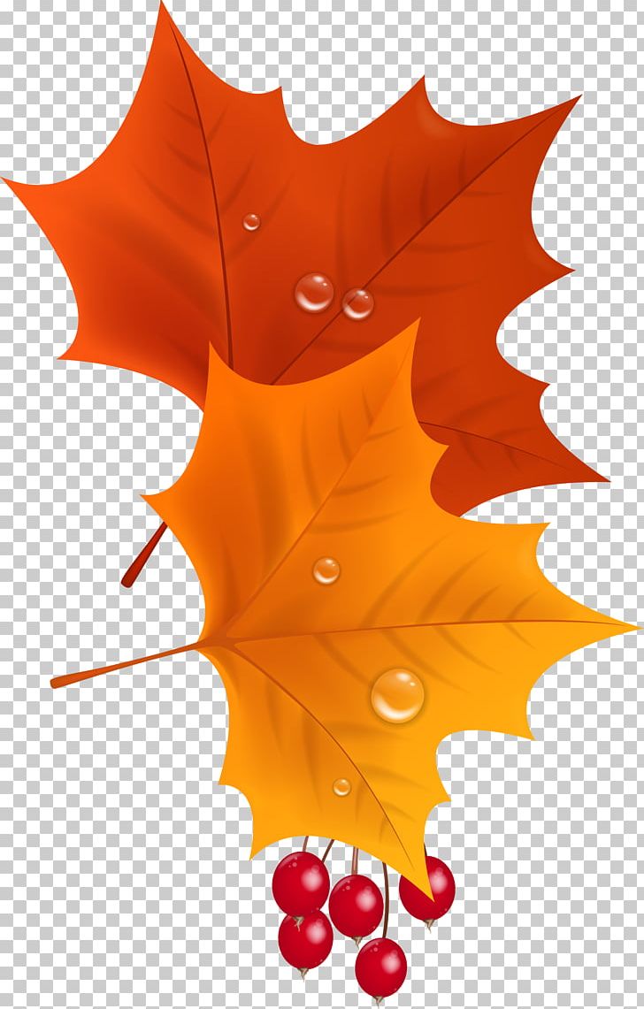 Maple Leaf PNG, Clipart, Autumn, Bookmark, Digital Image, Flowering Plant, Leaf Free PNG Download