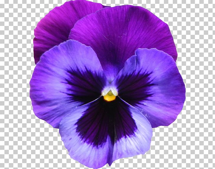 Pansy Violet PNG, Clipart, Clip Art, Color, Desktop Wallpaper, Flower, Flowering Plant Free PNG Download
