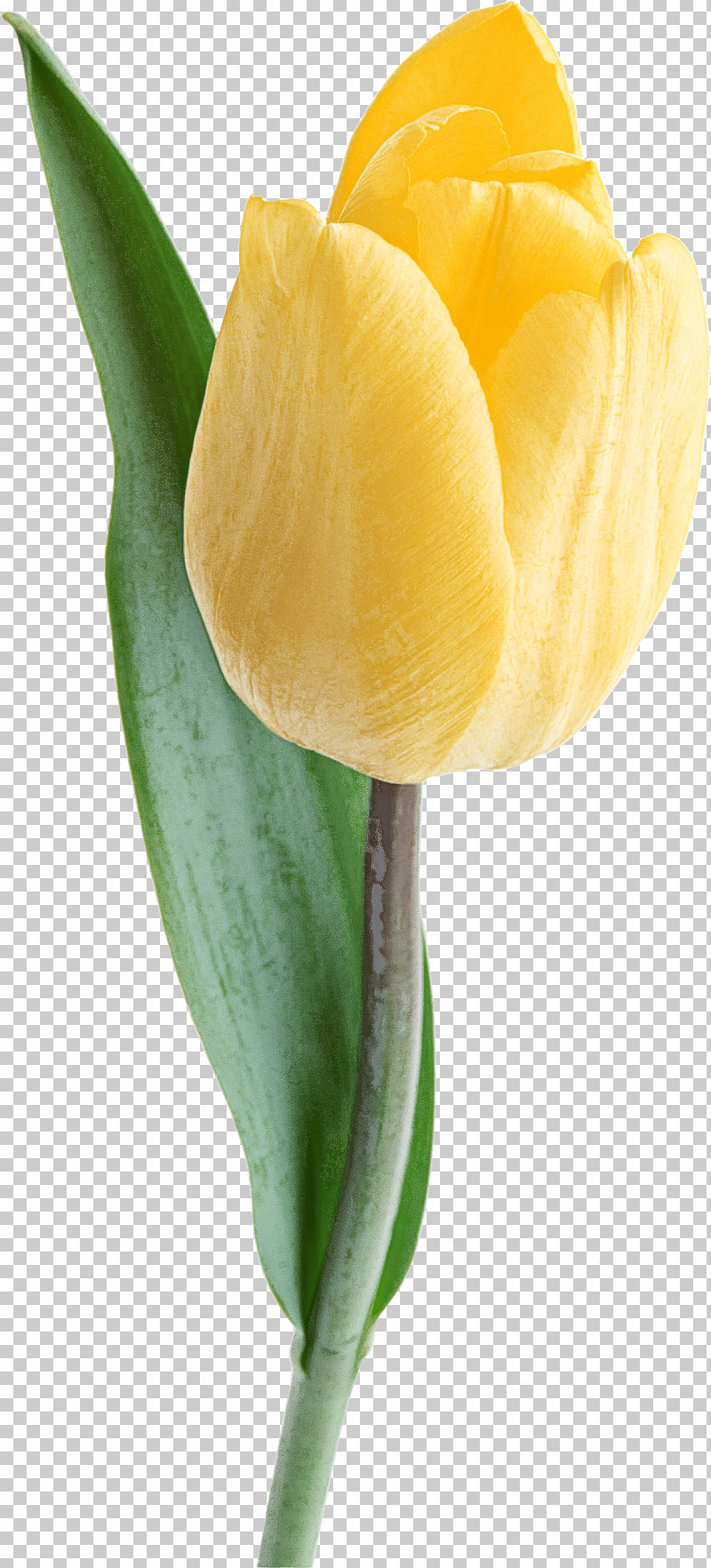 Tulip White Flower Yellow Petal PNG, Clipart, Alismatales, Anthurium, Arum, Arum Family, Bud Free PNG Download