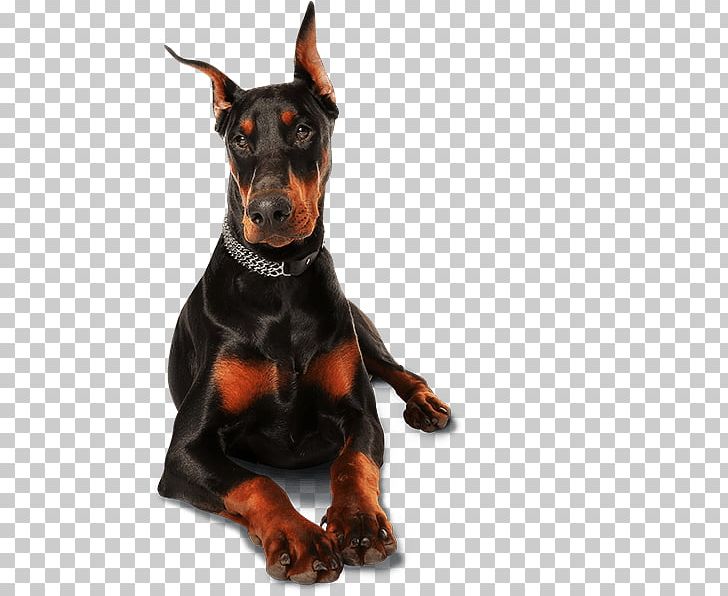Dobermann Dog Collar Dog Harness Puppy Leash PNG, Clipart, Animals, Carnivoran, Collar, Doberman, Dobermann Free PNG Download