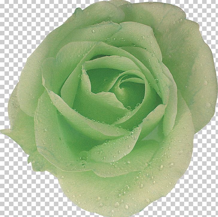 Garden Roses Cabbage Rose Houseplant Petal PNG, Clipart, Annual Plant, Cut Flowers, Cutting, Flower, Flowering Plant Free PNG Download