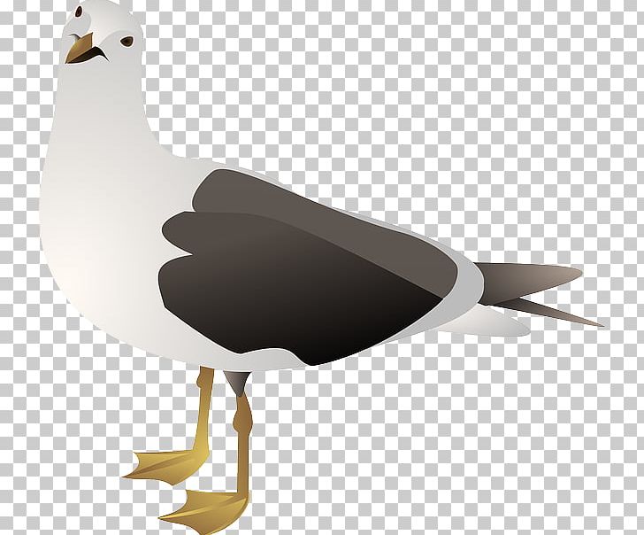 Gulls European Herring Gull Open Graphics PNG, Clipart, Beak, Bird, Blackheaded Gull, Computer Icons, Download Free PNG Download