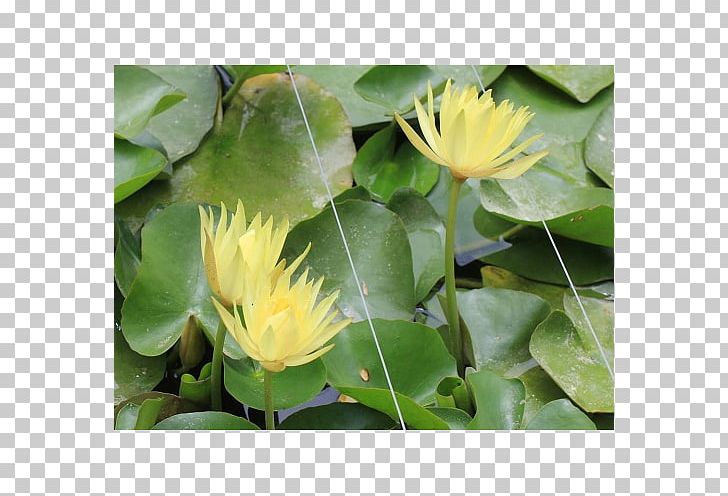 MTN Group Groundcover Lotus-m PNG, Clipart, Aquatic Plant, Flora, Flower, Groundcover, Lotus Free PNG Download
