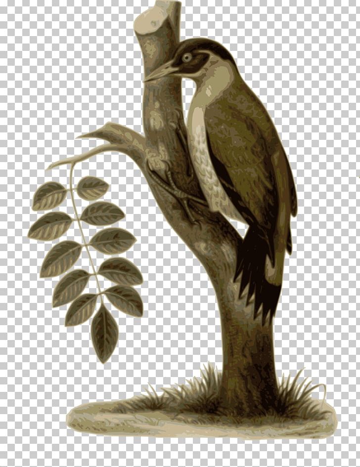 Woodpecker Bird PNG, Clipart, Animals, Beak, Bird, Bird Of Prey, Blackheaded Woodpecker Free PNG Download
