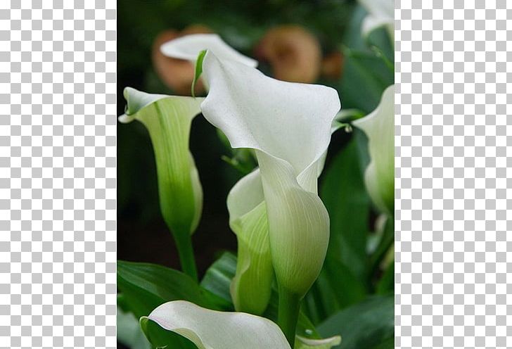 Arum-lily Cut Flowers Plant Arum Lilies PNG, Clipart, Alismatales, Arum, Arum Family, Arum Lilies, Arumlily Free PNG Download