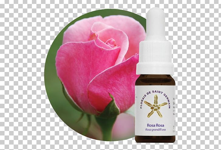 Bach Flower Remedies Therapy Garden Roses Alternative Health Services Terapia Holística PNG, Clipart, Alternative Health Services, Aroma, Aroma Therapy, Bach Flower Remedies, Count Of St Germain Free PNG Download