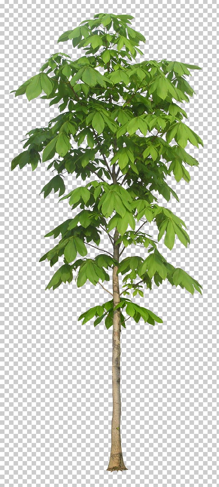 European Horse-chestnut Tree Plant Arbre Dalignement Macrophanerophytes PNG, Clipart, Arbre Dalignement, Autumn Tree, Bark, Big, Branch Free PNG Download