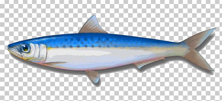 Indian Oil Sardine Canned Fish Sardines As Food PNG, Clipart, Animals, Bony Fish, Cooking, European Pilchard, Fin Free PNG Download