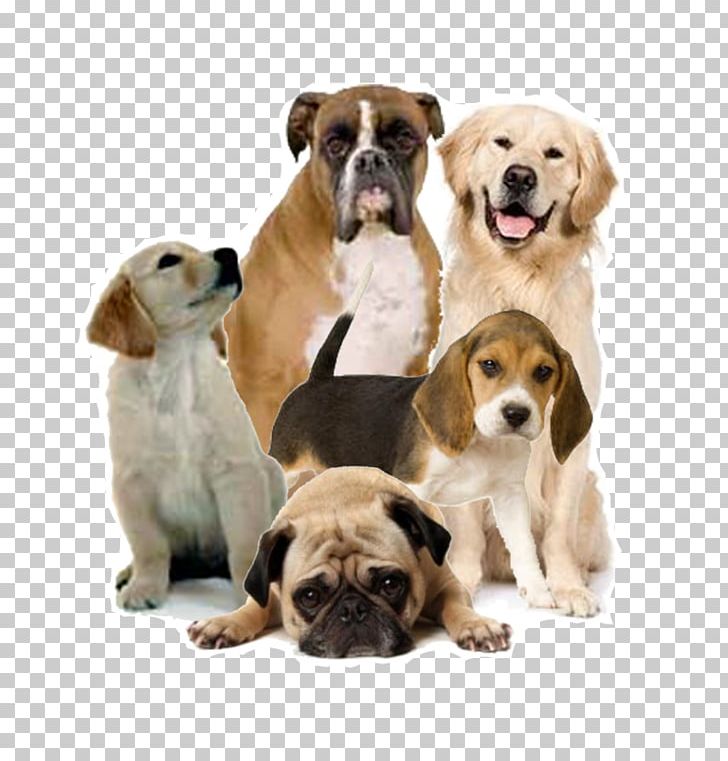 Puppy Toy Bulldog PNG, Clipart, Animals, Carnivoran, Companion Dog, Computer Icons, Desktop Wallpaper Free PNG Download