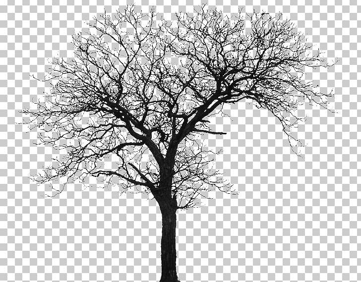 Tree Silhouette House Architecture PNG, Clipart, 3d Warehouse, A1 Tegnestue Aps, Acer Campestre, American Sycamore, Architect Free PNG Download