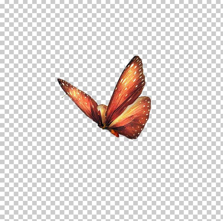 Butterfly Papillon Dog Insect PNG, Clipart, Animal, Animals, Arthropod, Butterflies, Butterflies And Moths Free PNG Download