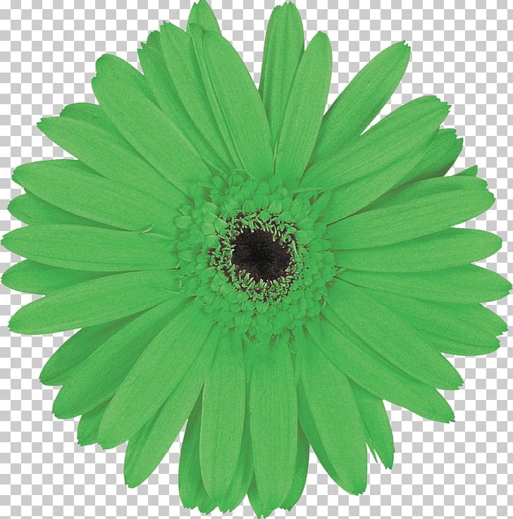 Green Petal Flower Chartreuse Yellow PNG, Clipart, Chartreuse, Chrysanthemum, Chrysanths, Daisy Family, Flower Free PNG Download