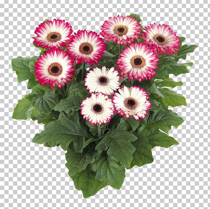 Houseplant Flower Seed Chrysanthemum PNG, Clipart, Annual Plant, Barberton Daisy, Chrysanthemum, Chrysanths, Cut Flowers Free PNG Download