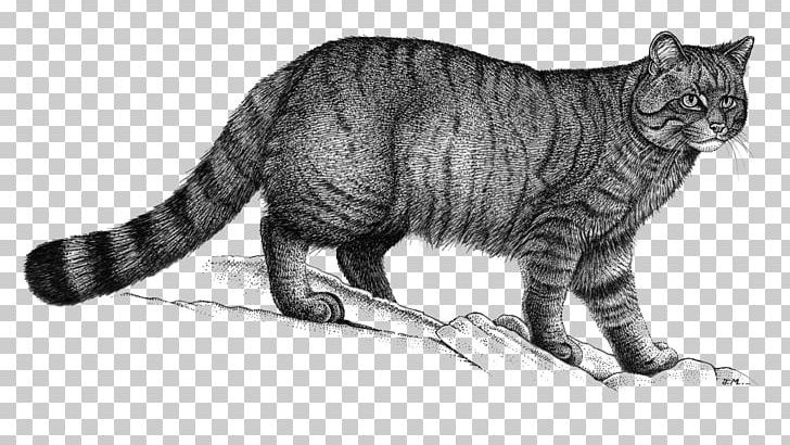 Whiskers Domestic Short-haired Cat European Wildcat European Shorthair PNG, Clipart, Big Cats, Black And White, Carnivoran, Cat, Cat Like Mammal Free PNG Download