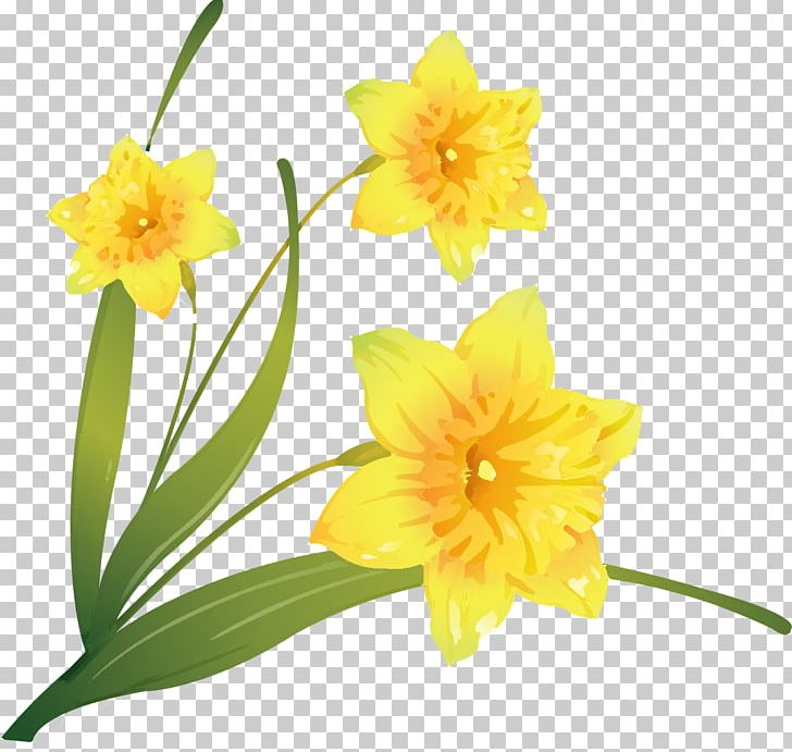 Daffodil Flower PNG, Clipart, Amaryllis Family, Art, Can Stock Photo, Computer Icons, Daffodil Free PNG Download