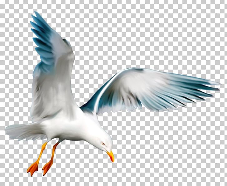 European Herring Gull Seabird Swallow PNG, Clipart, Animal, Beak, Bird, Charadriiformes, Computer Wallpaper Free PNG Download