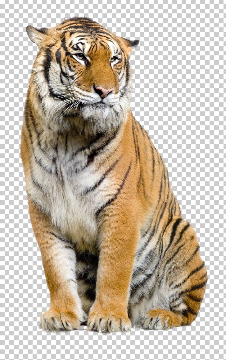 Felidae Lion Sumatran Tiger PNG, Clipart, Animal, Animals, Big Cats, Brush, Carnivoran Free PNG Download